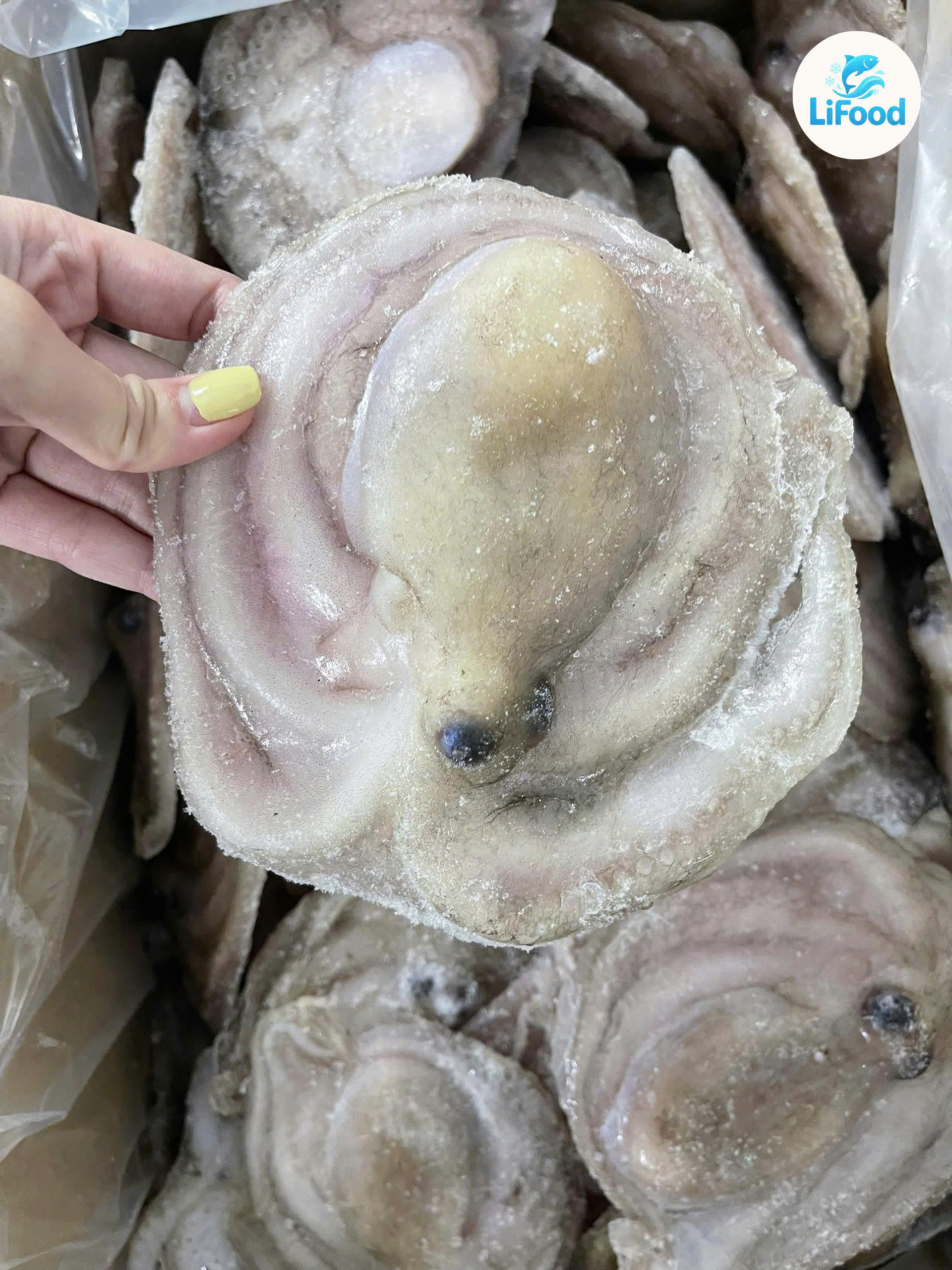Bạch Tuộc Cấp Rời LiFood