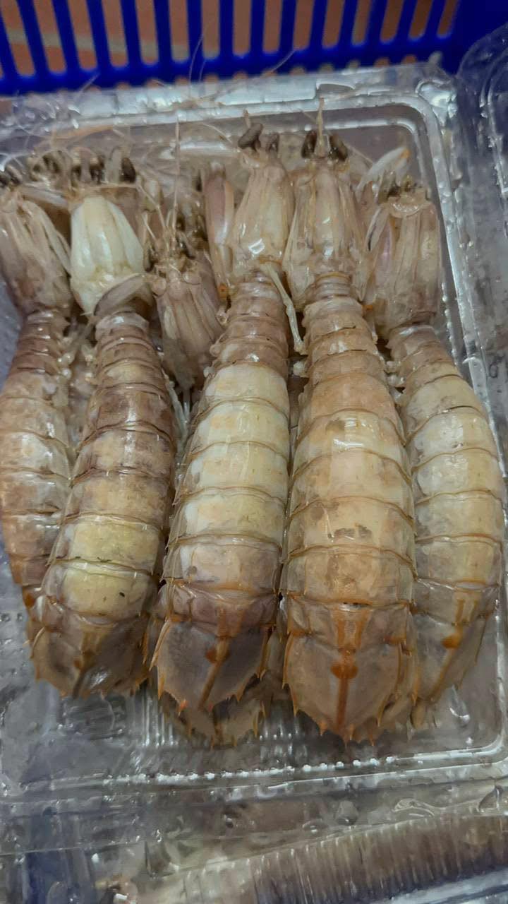 Bề Bề Hấp Sơ size 10/18, 20/24 – khay 1kg
