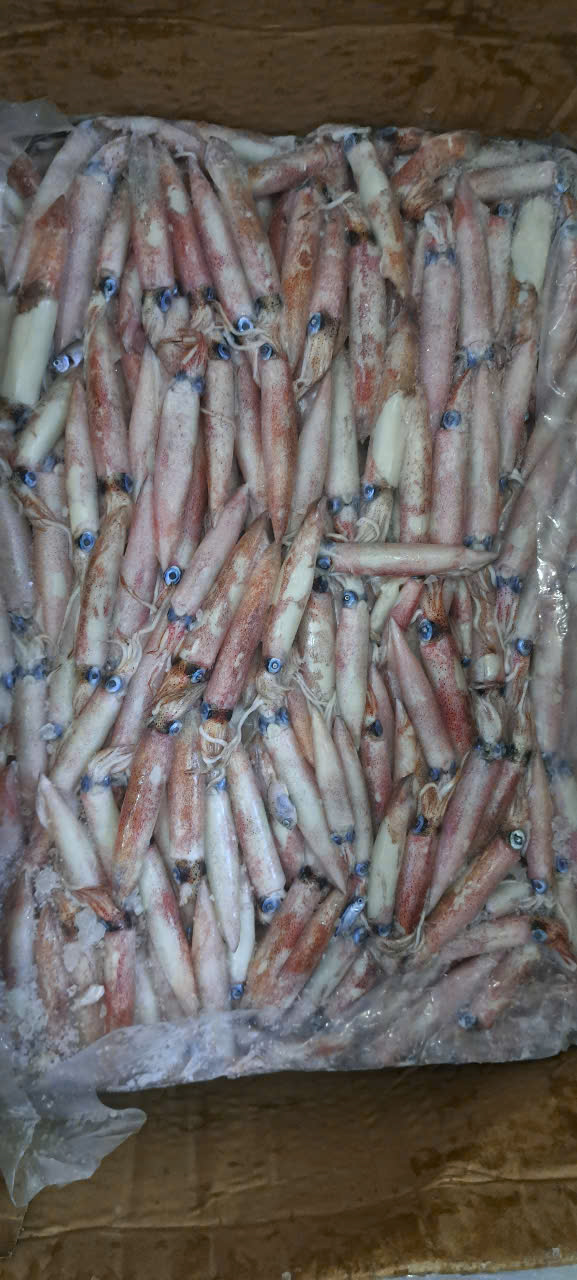 Mực Dl Lớn Loại 1