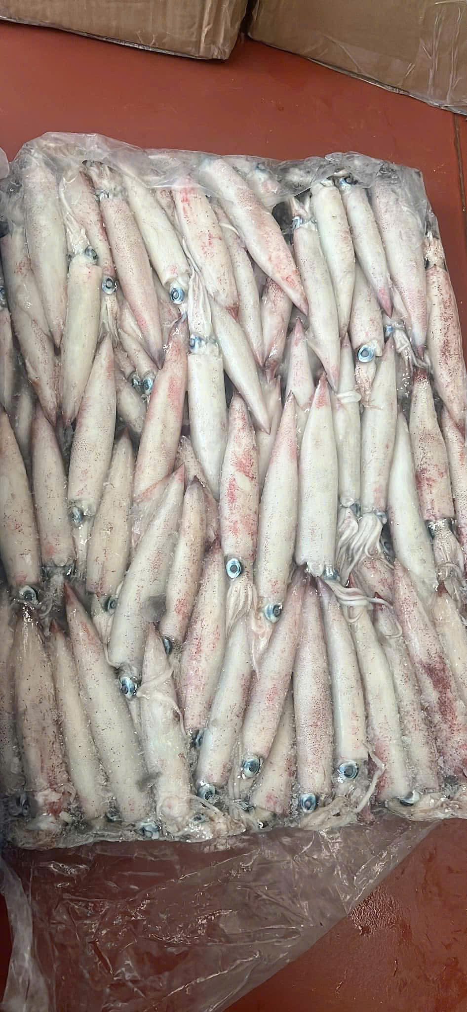 Mực Ghim 9-12B (đông Bờ)
