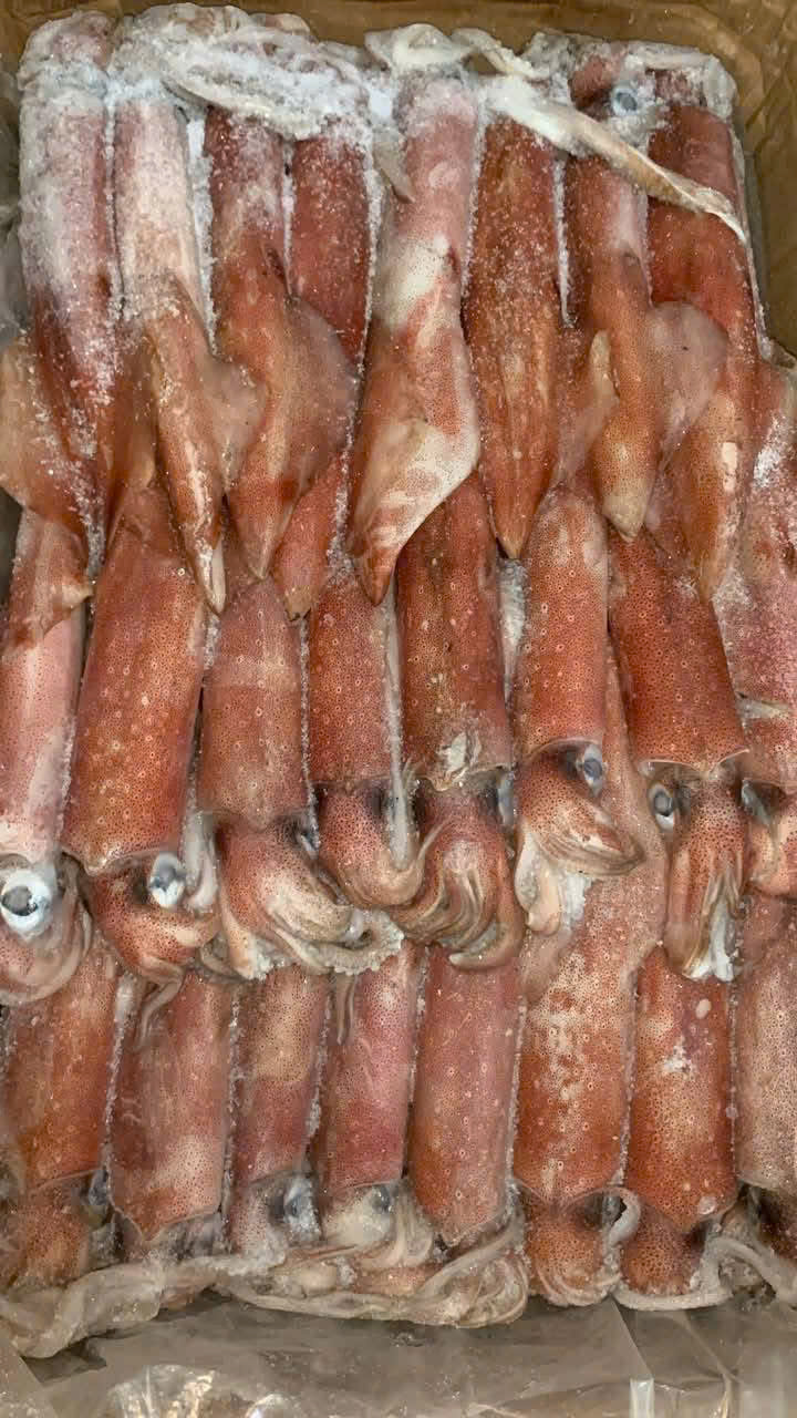 Mực Indo Mặt Trời Đỏ 3/4/5/6