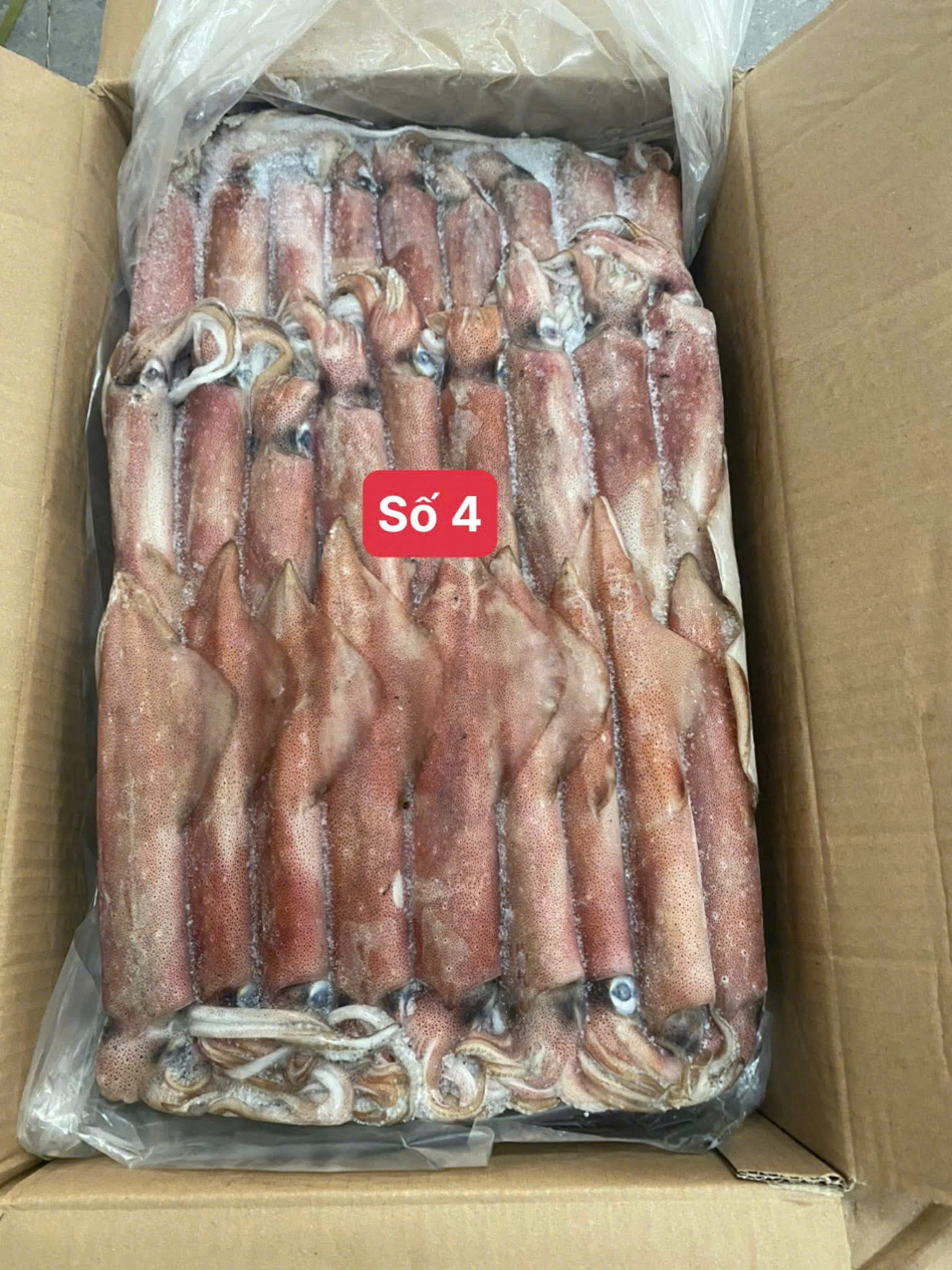Mực Indo Mặt Trời Đỏ Số 4 Size 6/9 Con