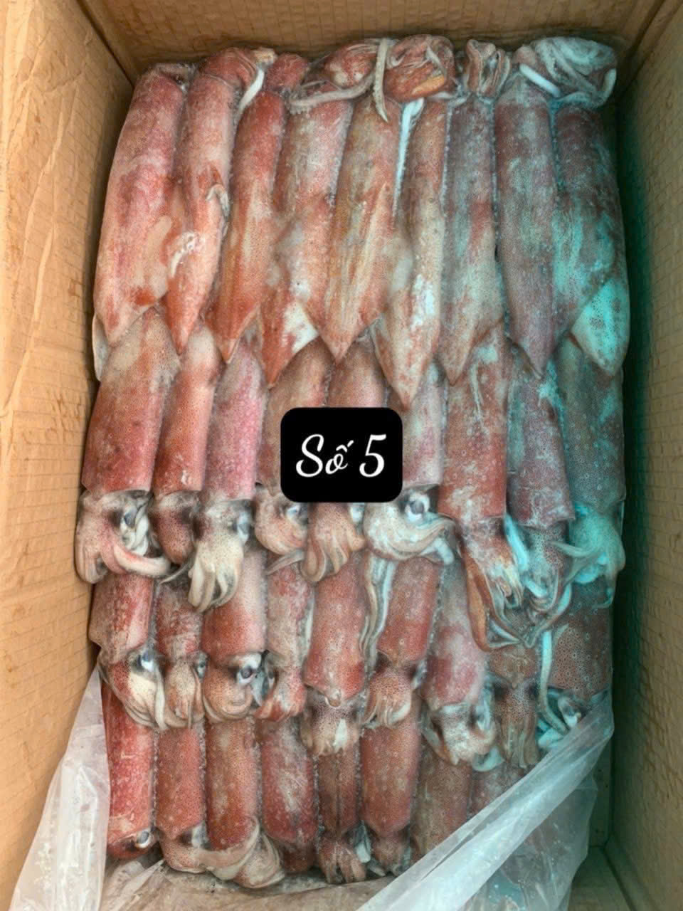 Mực Indo Mặt Trời Đỏ Số 5 Size 10/13 Con