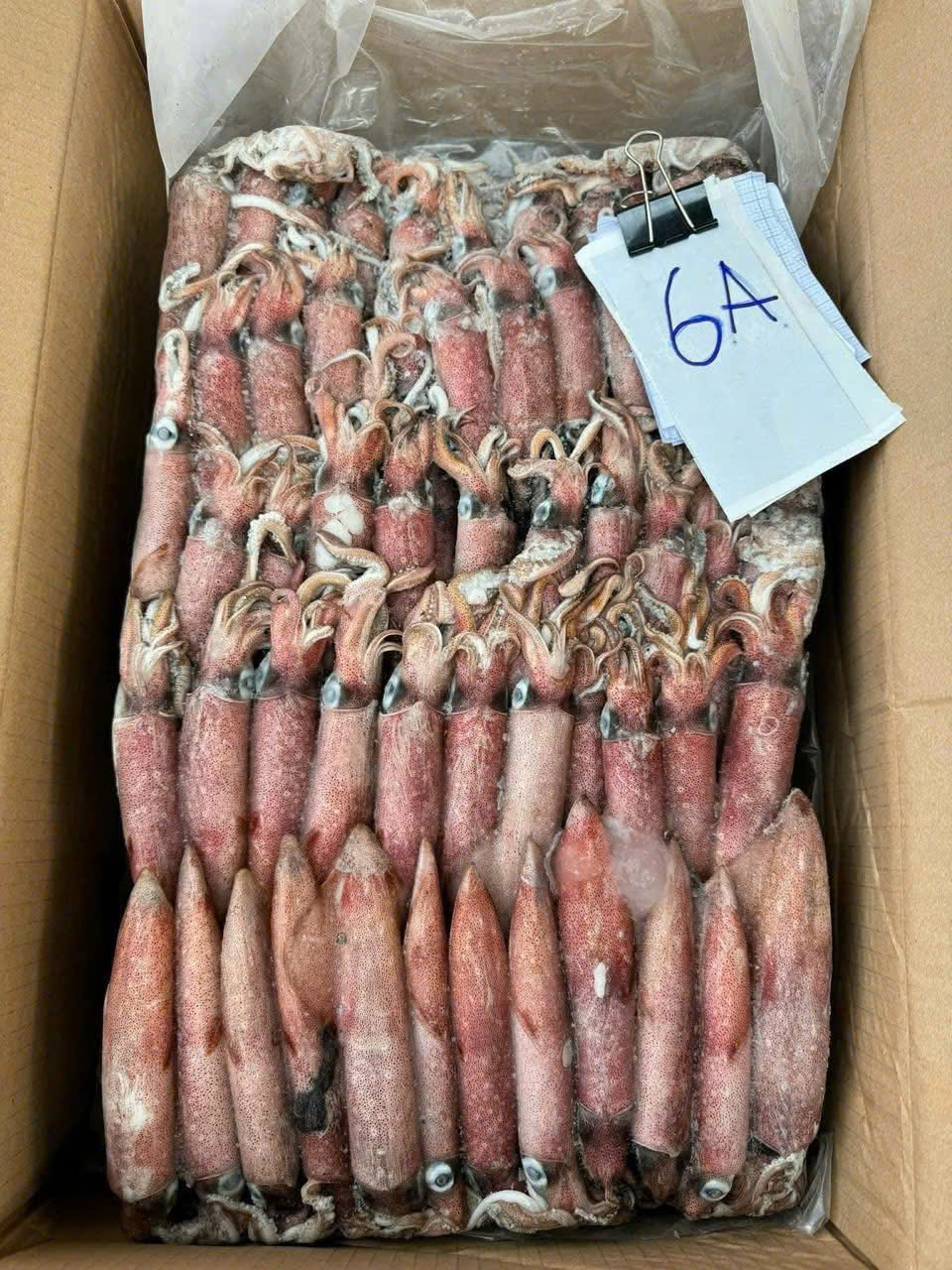 Mực Indo Mặt Trời Đỏ Số 6 Size 16/18 Con- Hàng Lép Dày, Đóng Khay 10-18kg