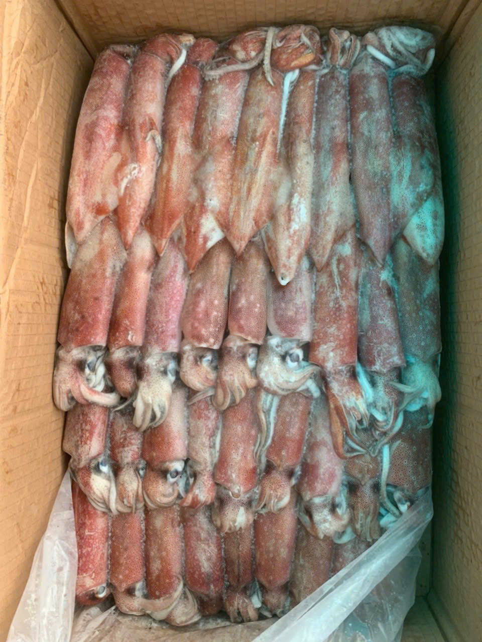 Mực Ống Indo size 2/3/4/5/6