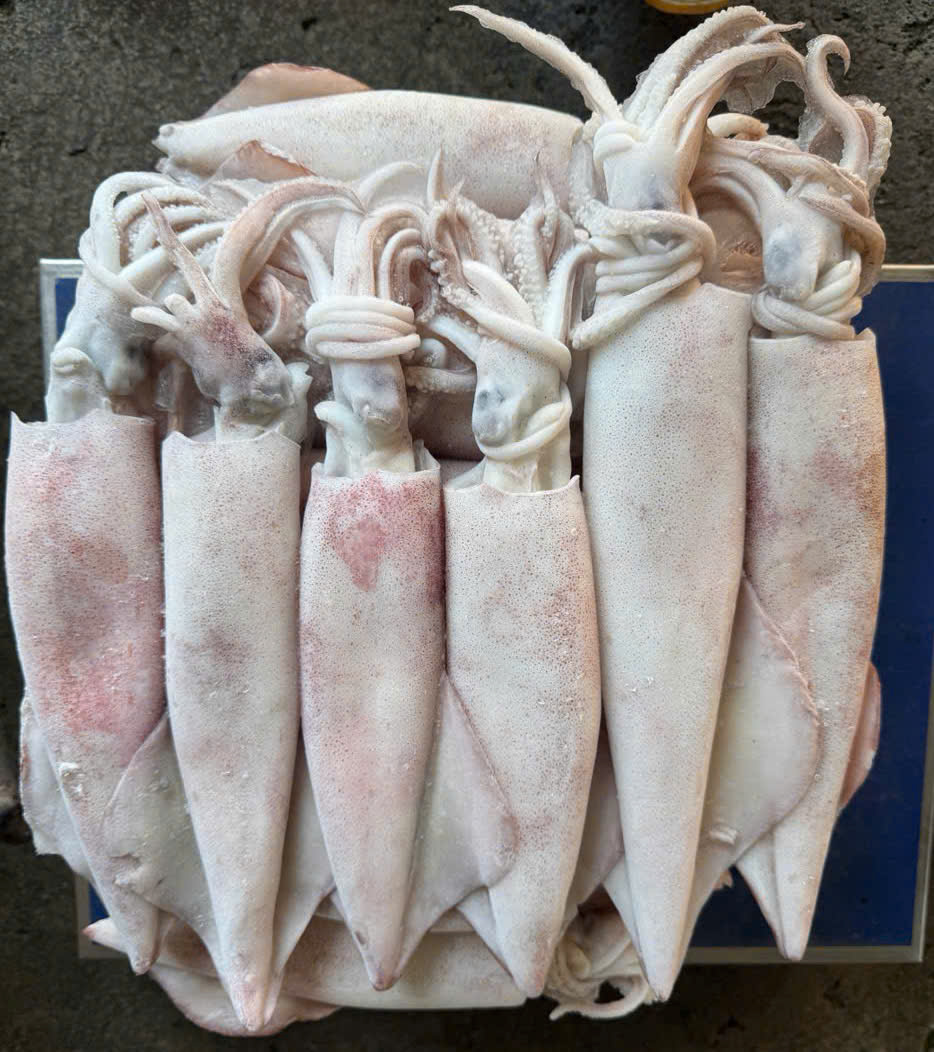 Mực Ống Thước 2/4 con – thùng 10kg