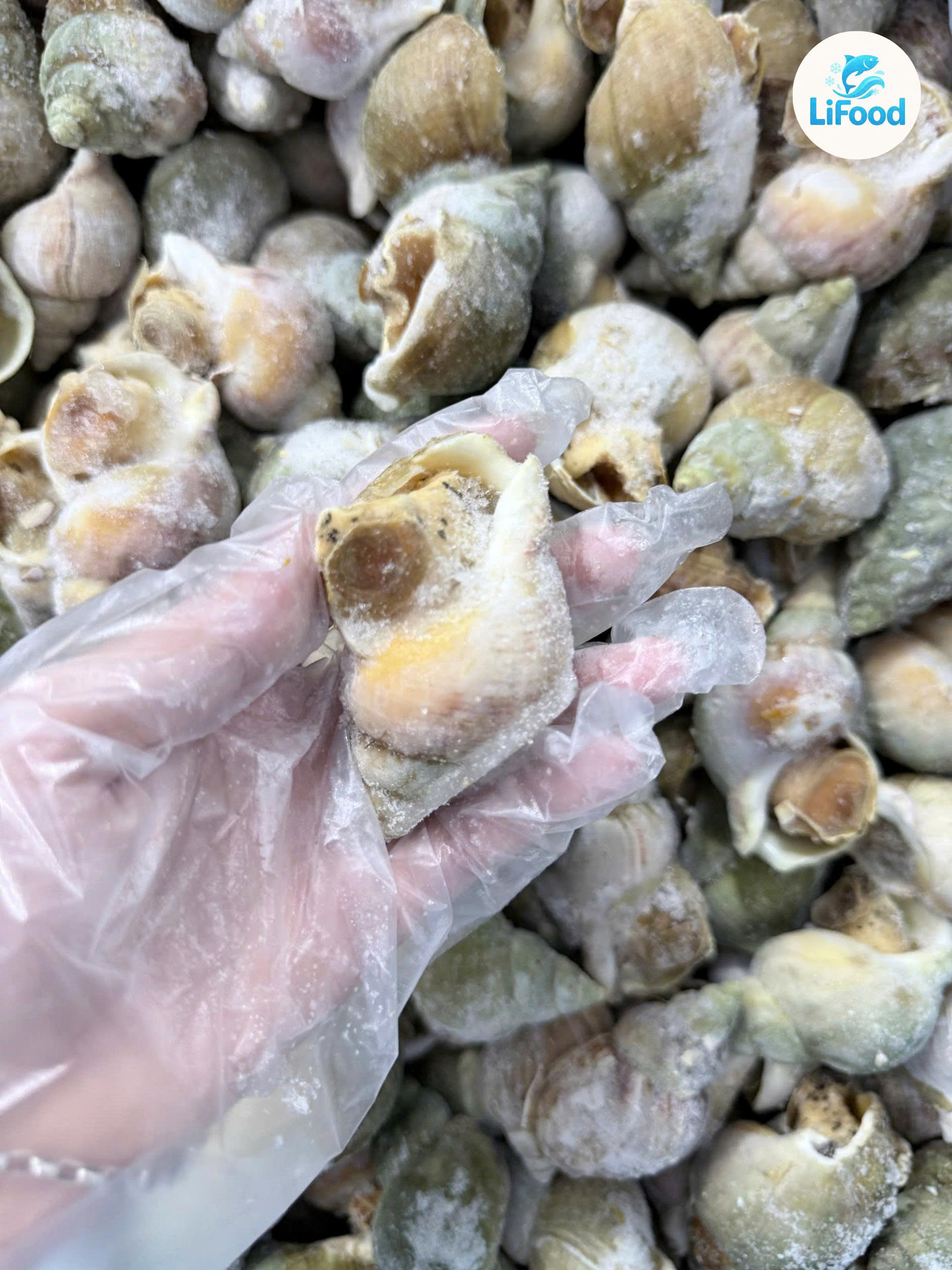 Ốc Bulot LiFood