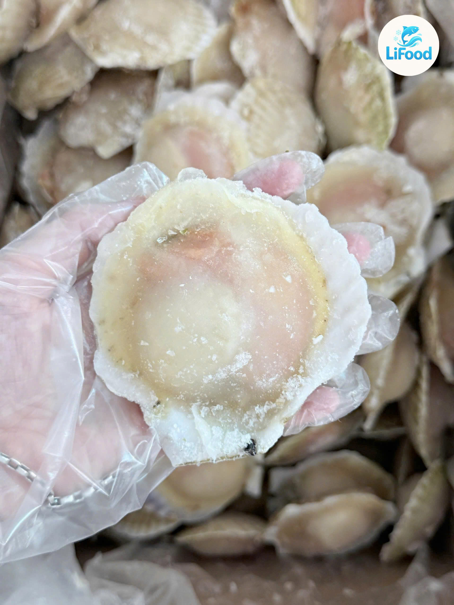 Sò Điệp Nửa Vỏ 8