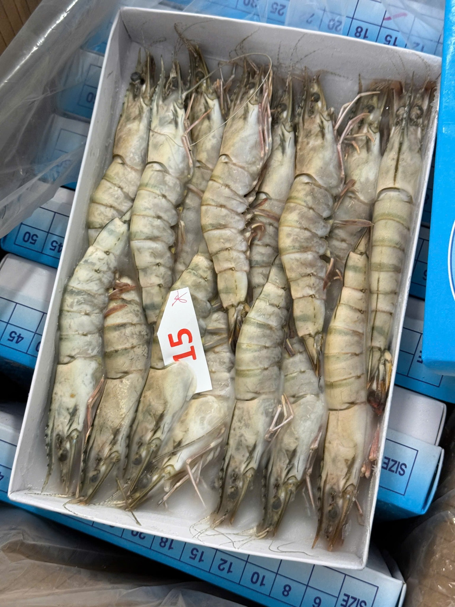 Tôm Sú Đủ Size Hộp Net 5