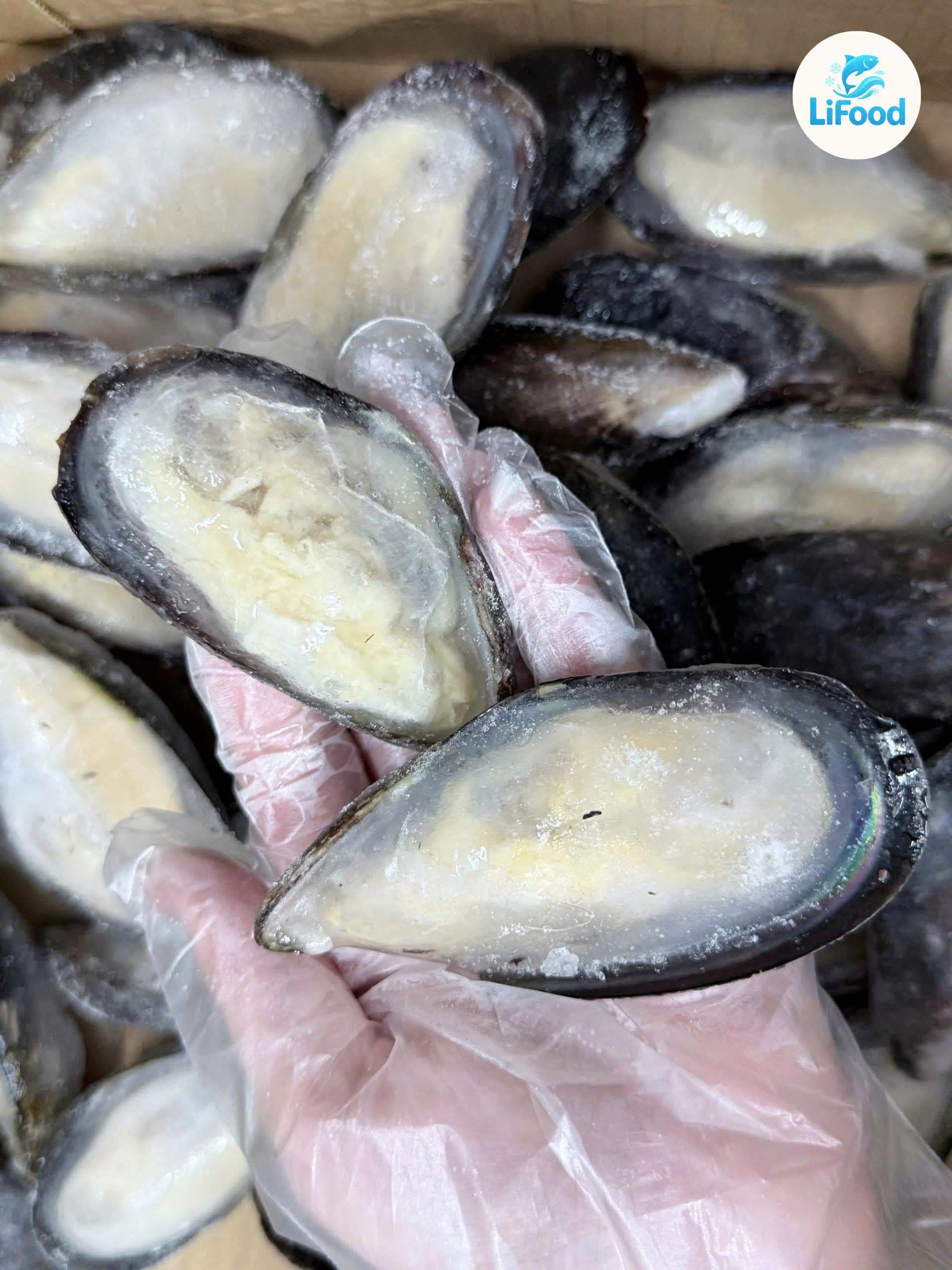 Vẹm Nửa Vỏ 8