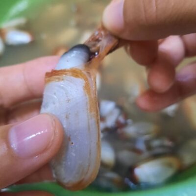 Sơ chế tu hài